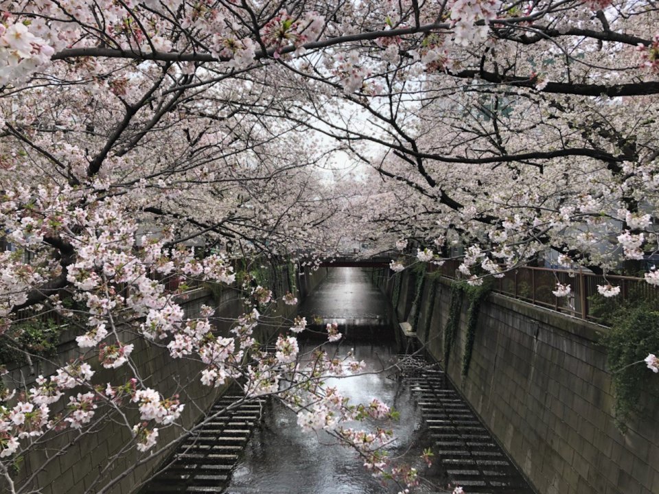 桜　→　新緑の画像