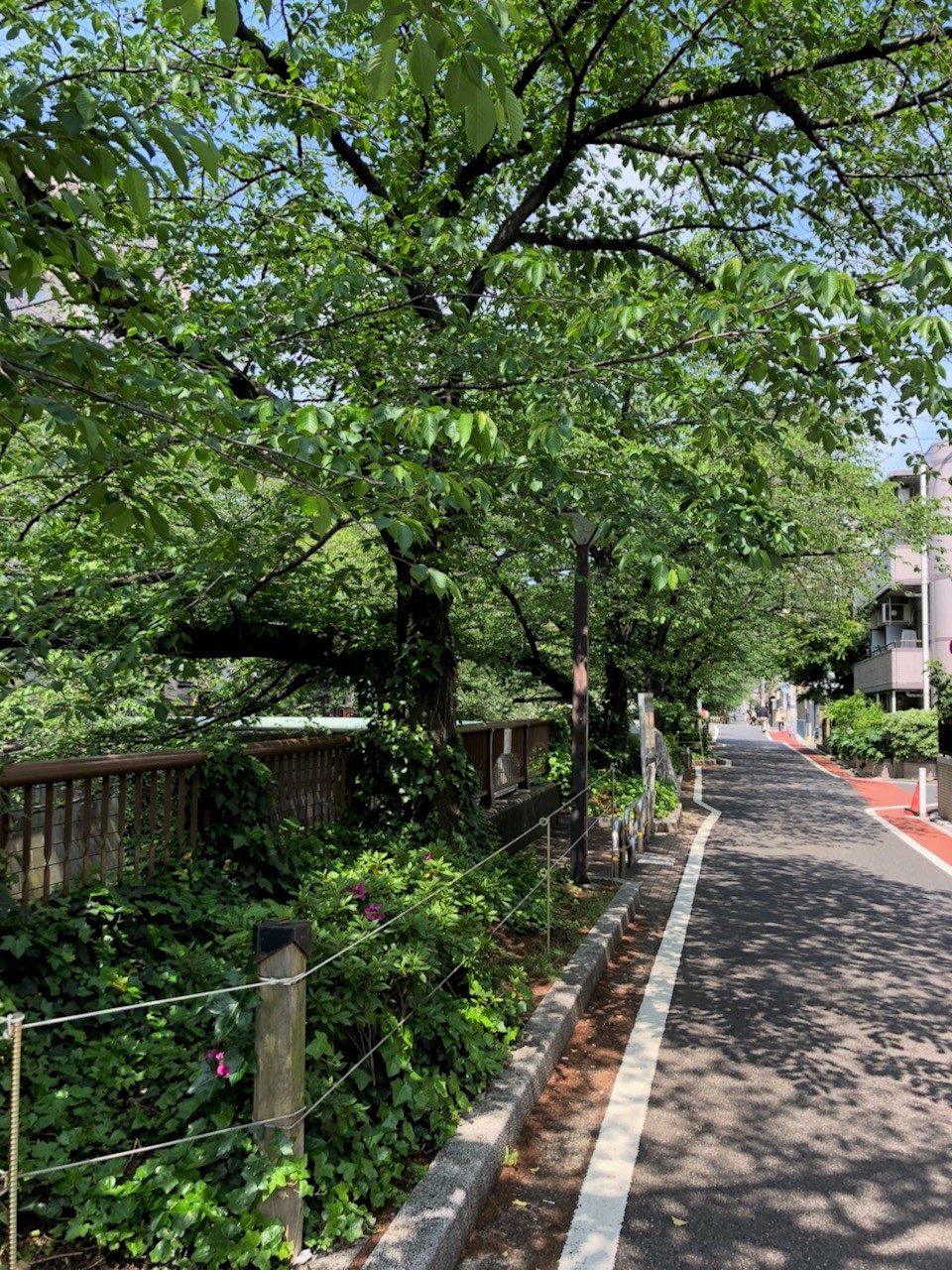 桜　→　新緑の画像