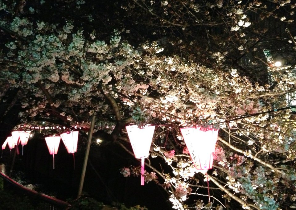 見頃ですね～✿の画像