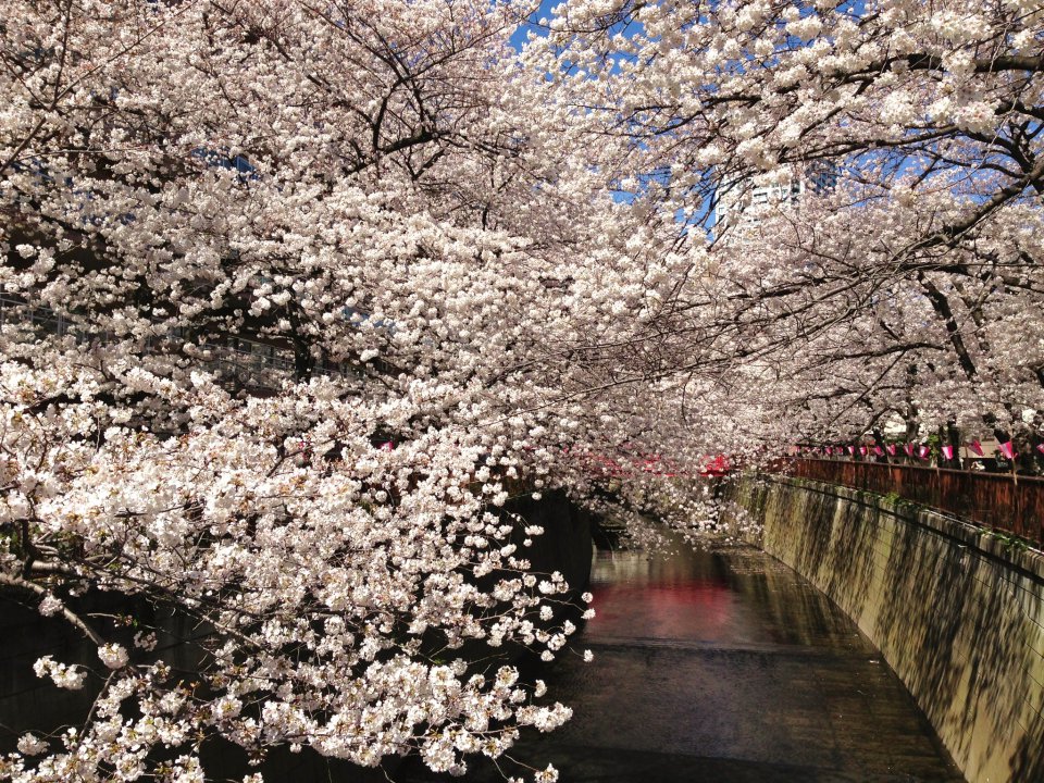 Spring has come !!!の画像
