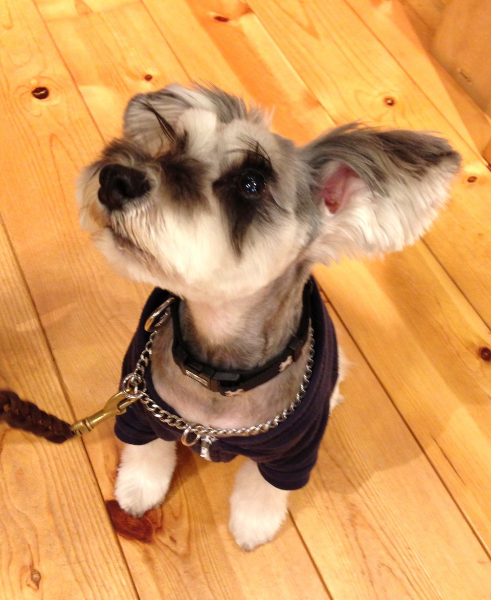 Healing Dog ☆の画像