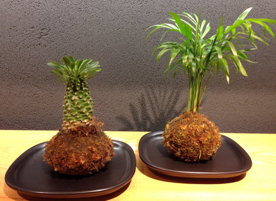 苔玉の画像