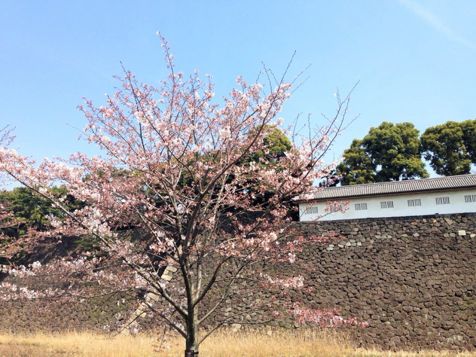 皇居乾通りの画像