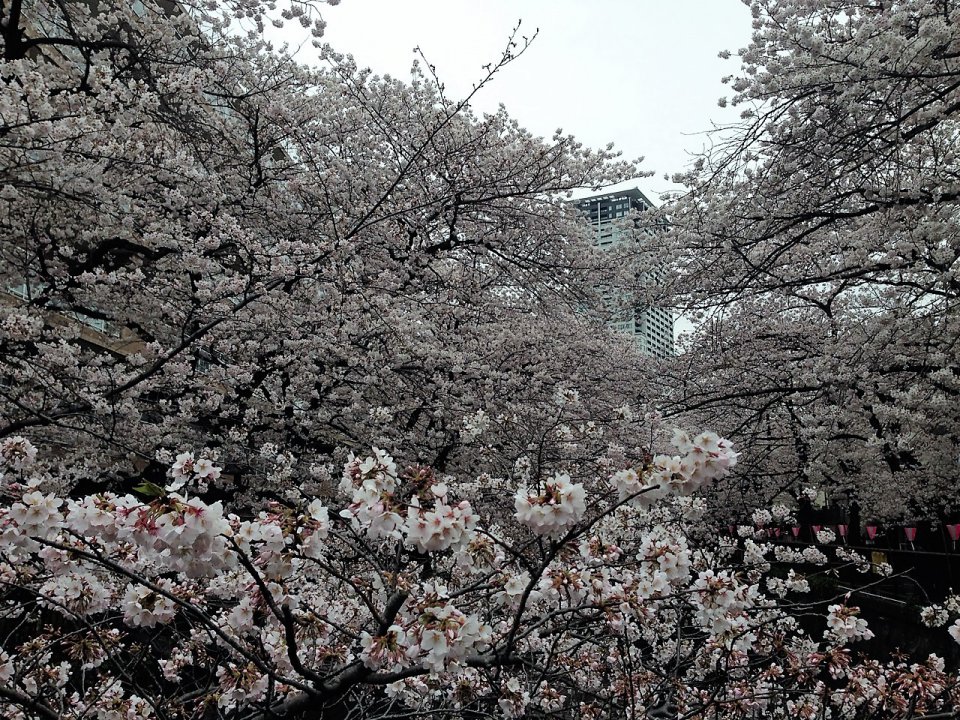 の画像