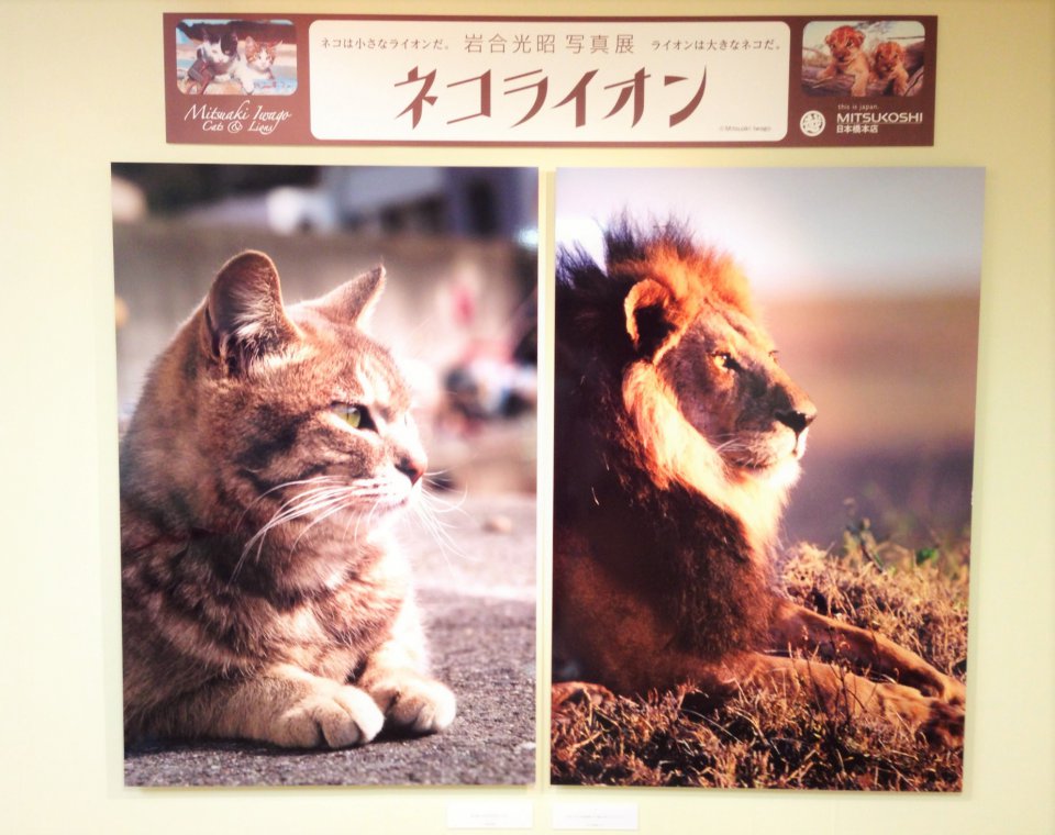 「ネコライオン」の画像