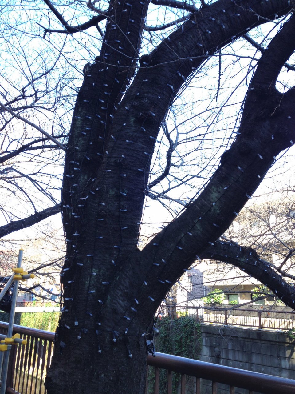 今年は『オレンジゴールド』☆の画像