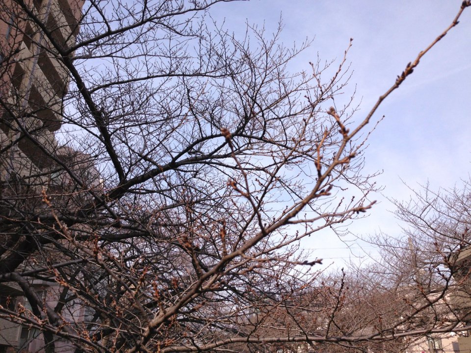 この寒さもきっと！の画像