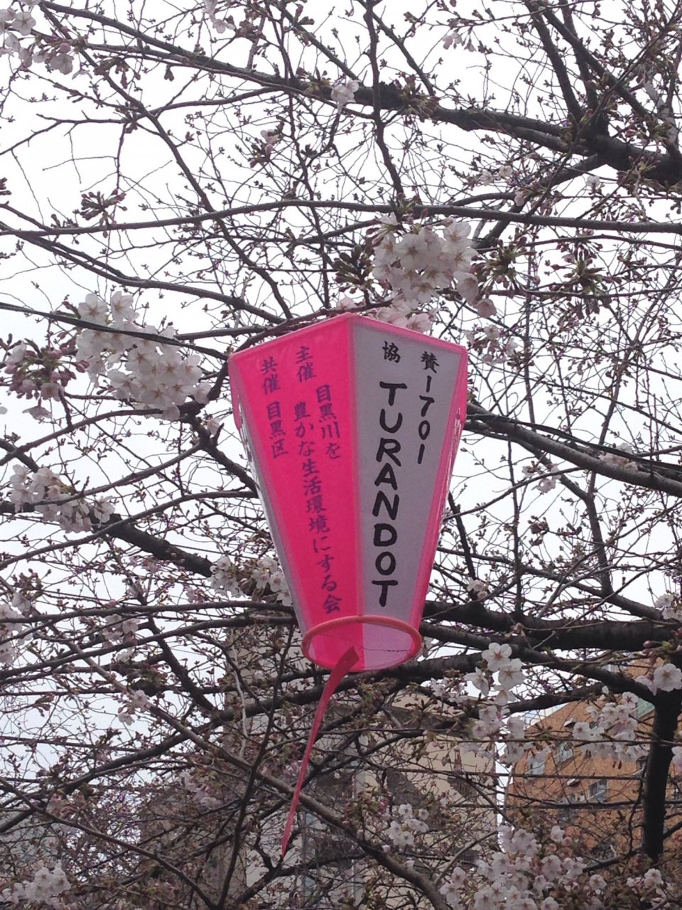 今週も楽しめます♬の画像