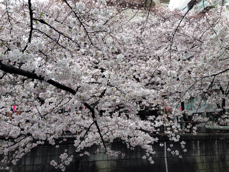 満開も良いですが✿の画像
