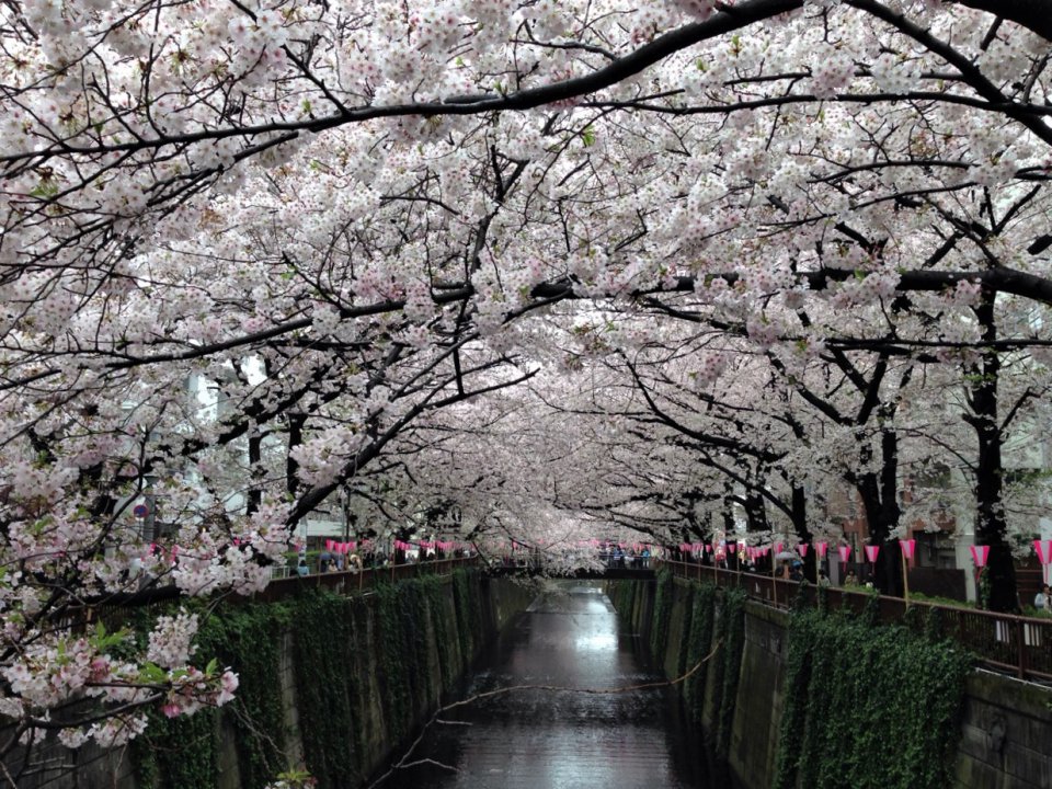 満開も良いですが✿の画像