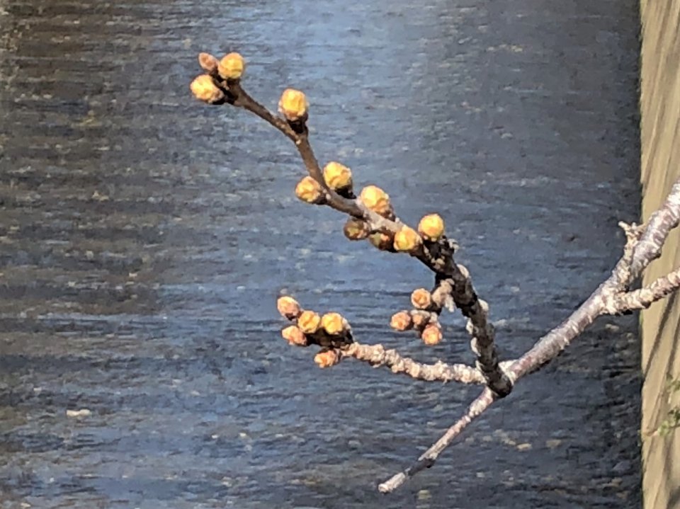 今年はいつ頃！？の画像