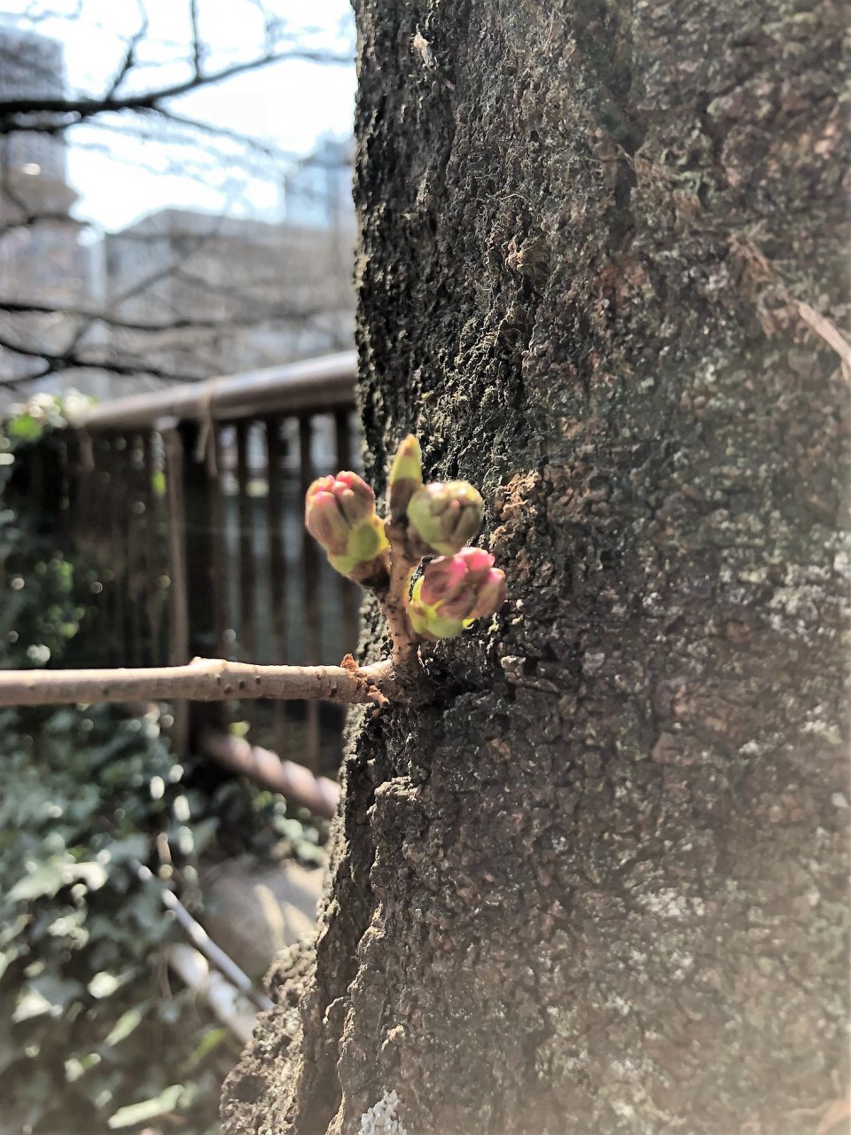 今年はいつ頃！？の画像