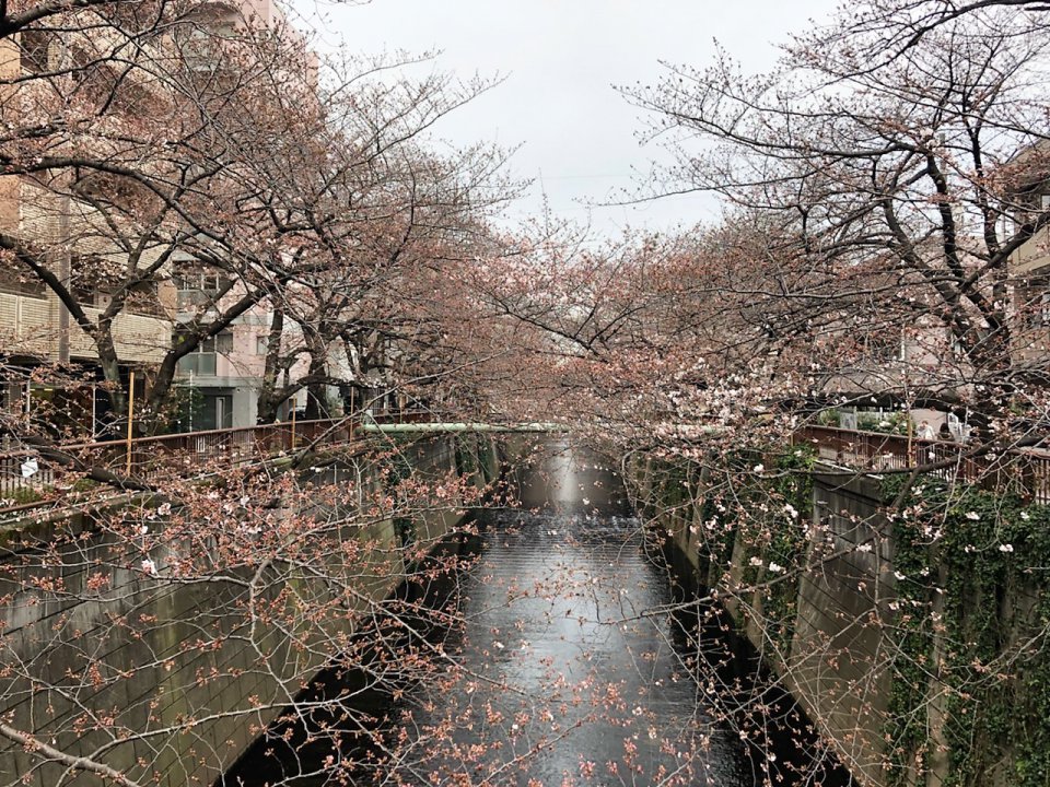 今年は早め！？の画像