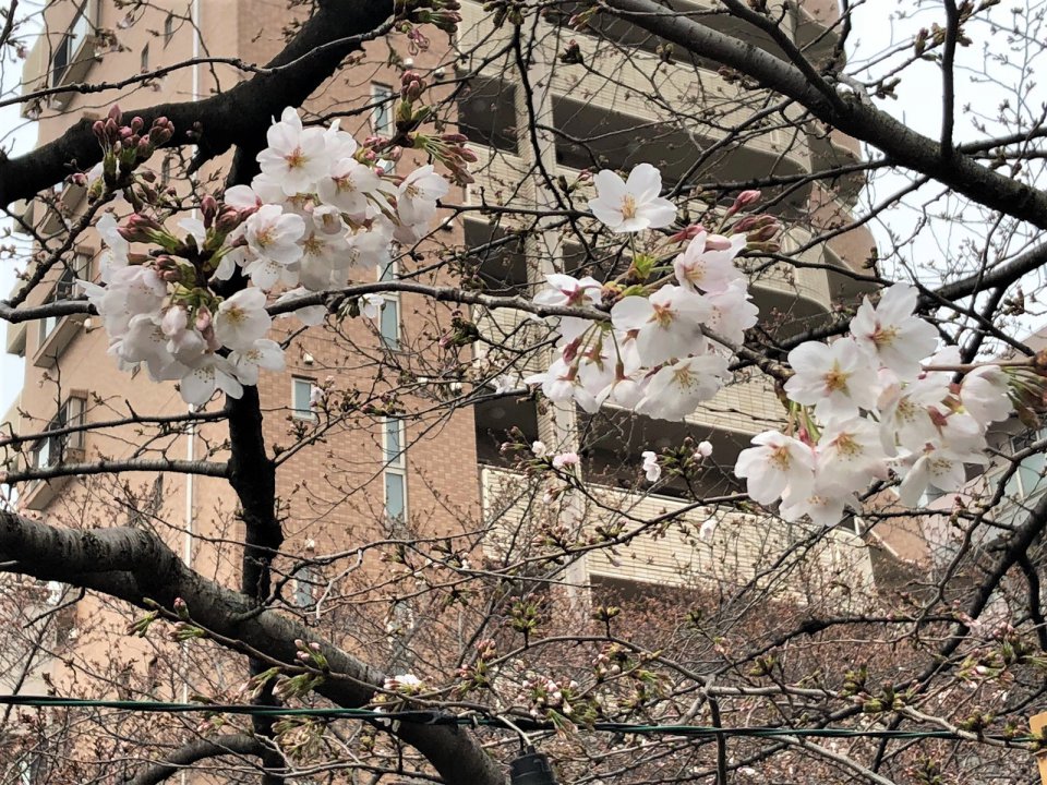 の画像