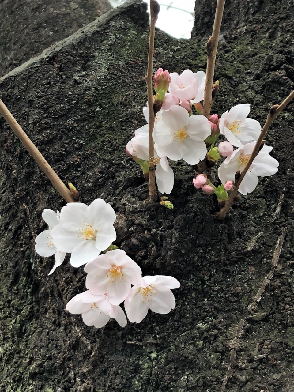 今年は早め！？の画像