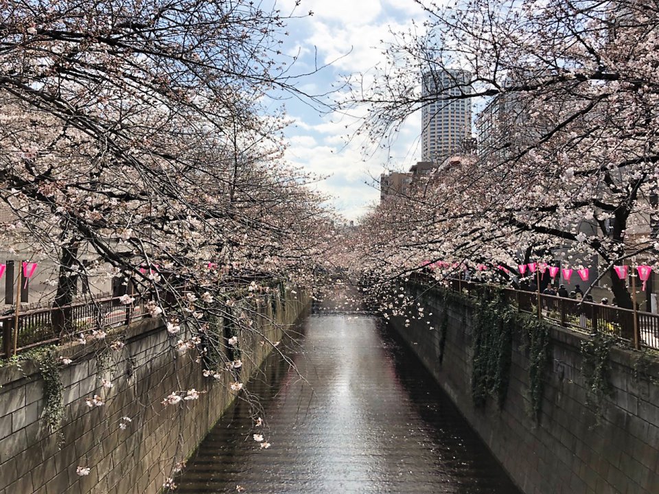 見ごろ✿の画像