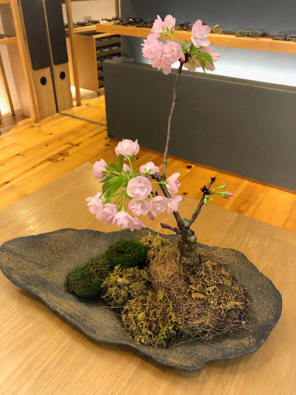 春にして考える！？の画像