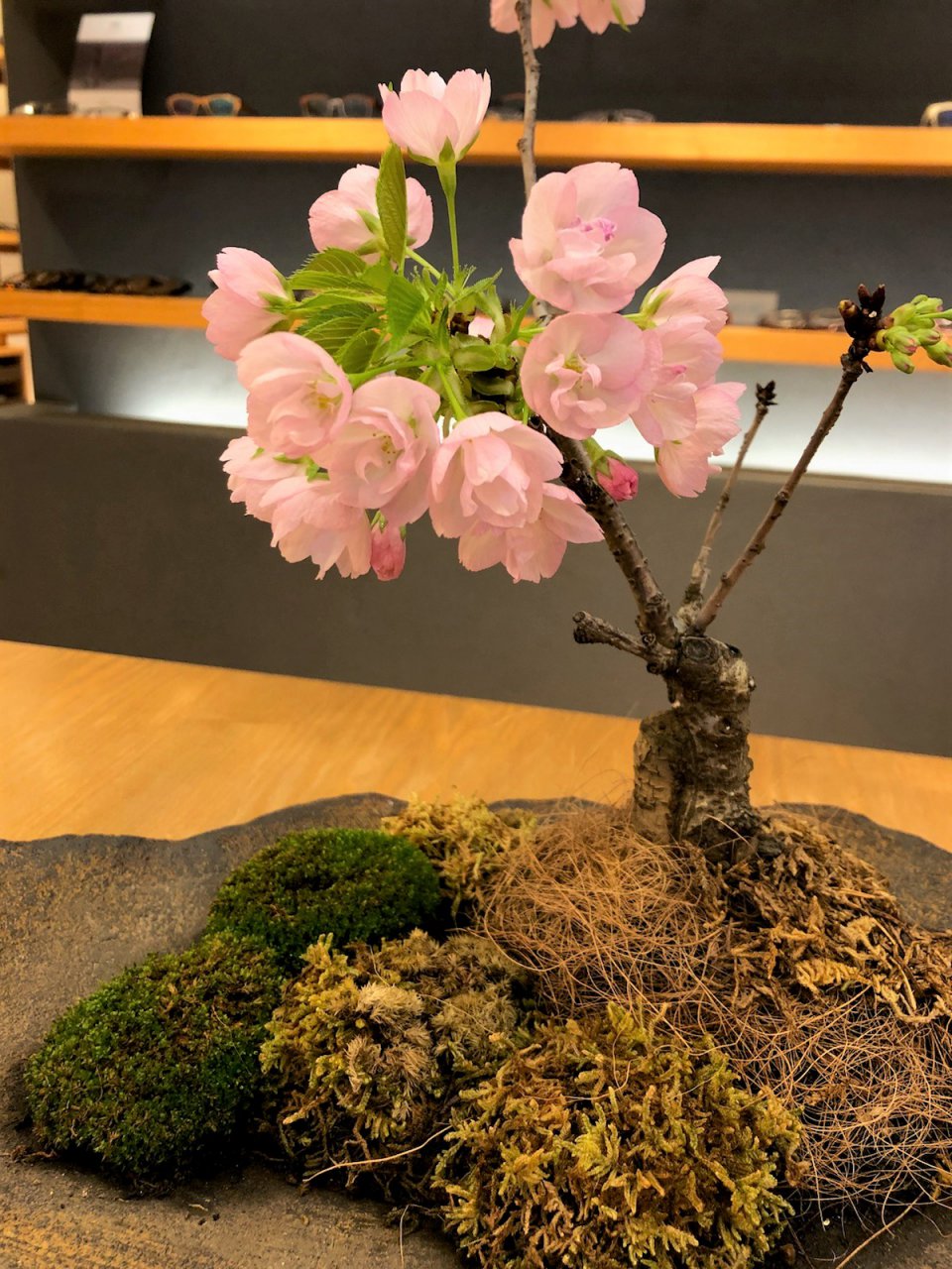 春にして考える！？の画像