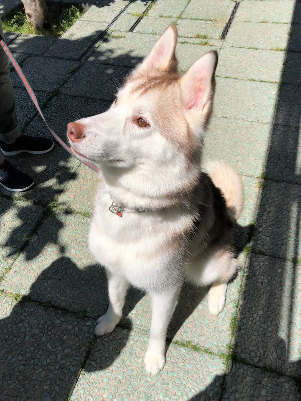てへぺろ♡の画像