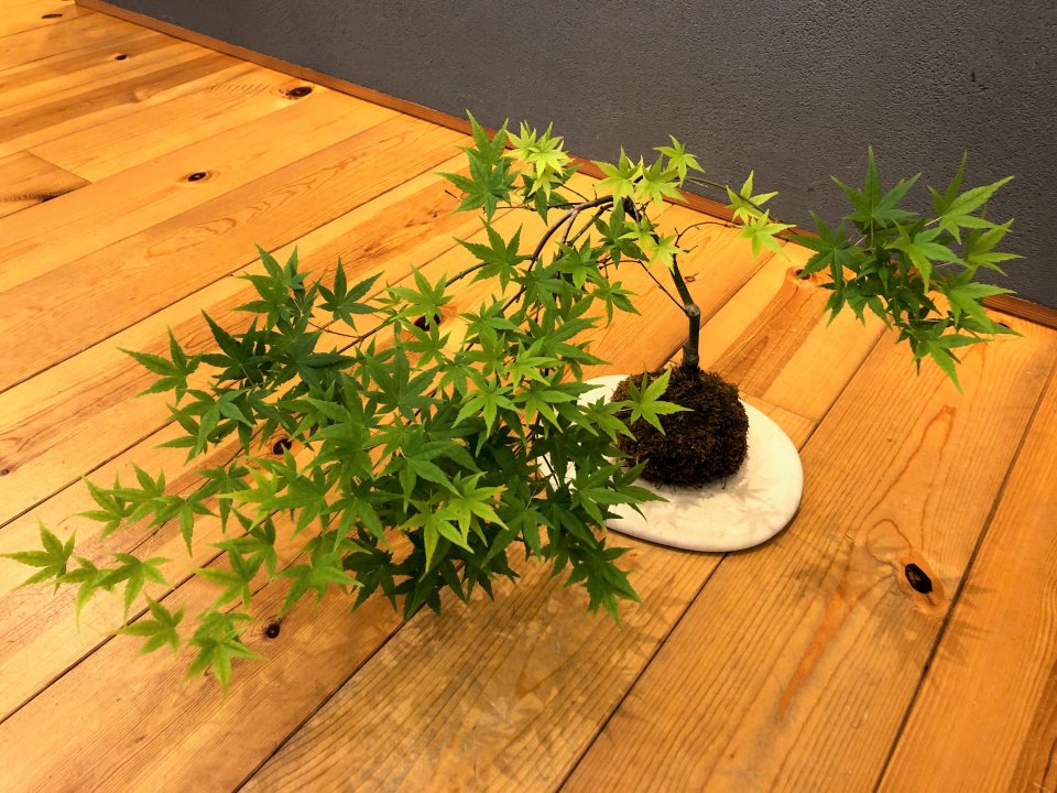 の画像