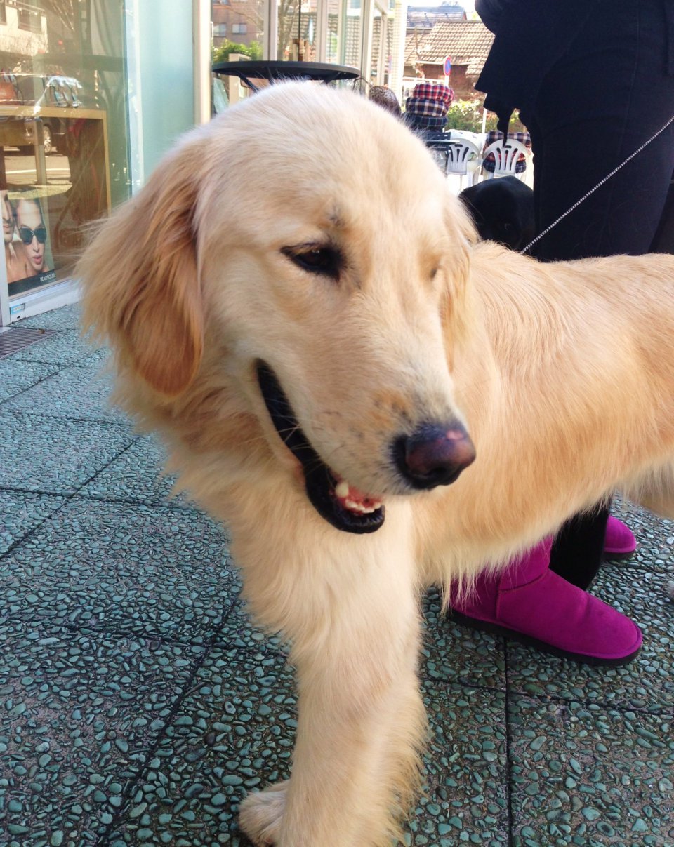 ワンちゃんも入店OKです。の画像