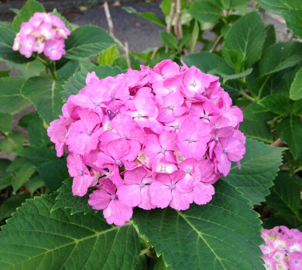 紫陽花✿の画像