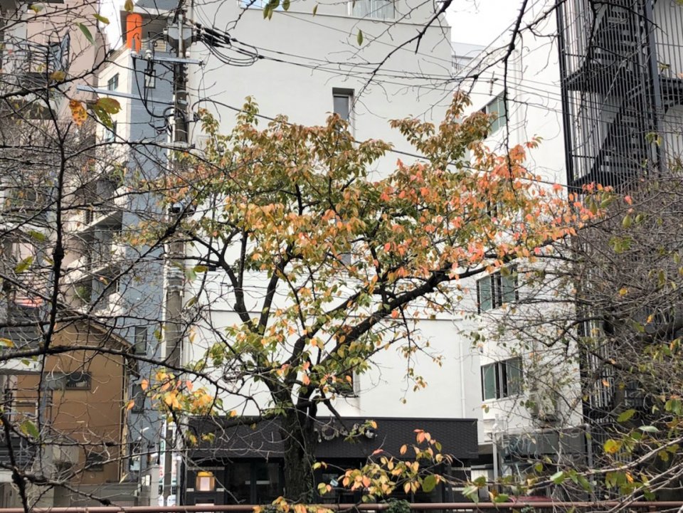 の画像