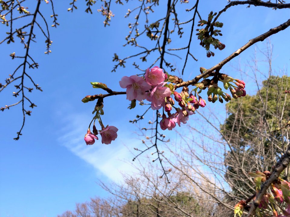 やはり良いものです！の画像