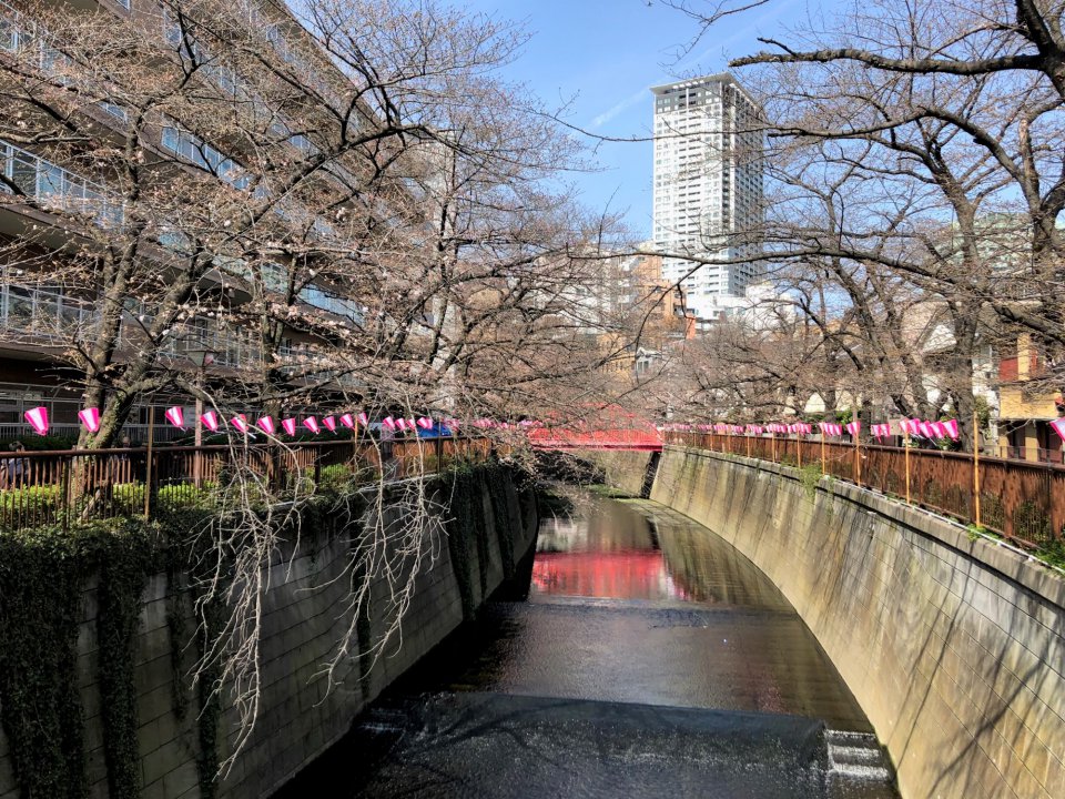 今年もこの季節に✿の画像