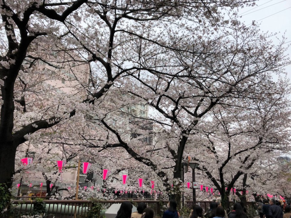 今週も✿の画像
