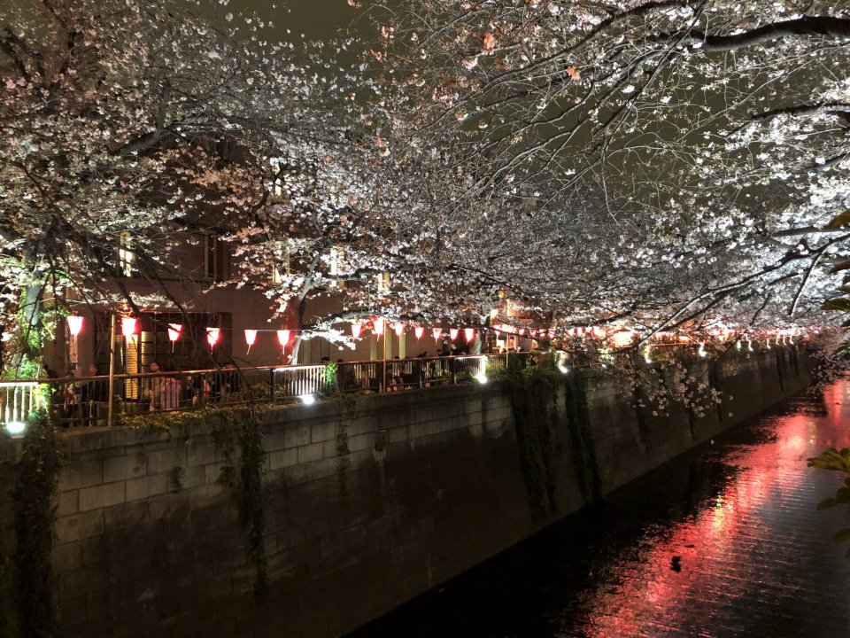 今週も✿の画像
