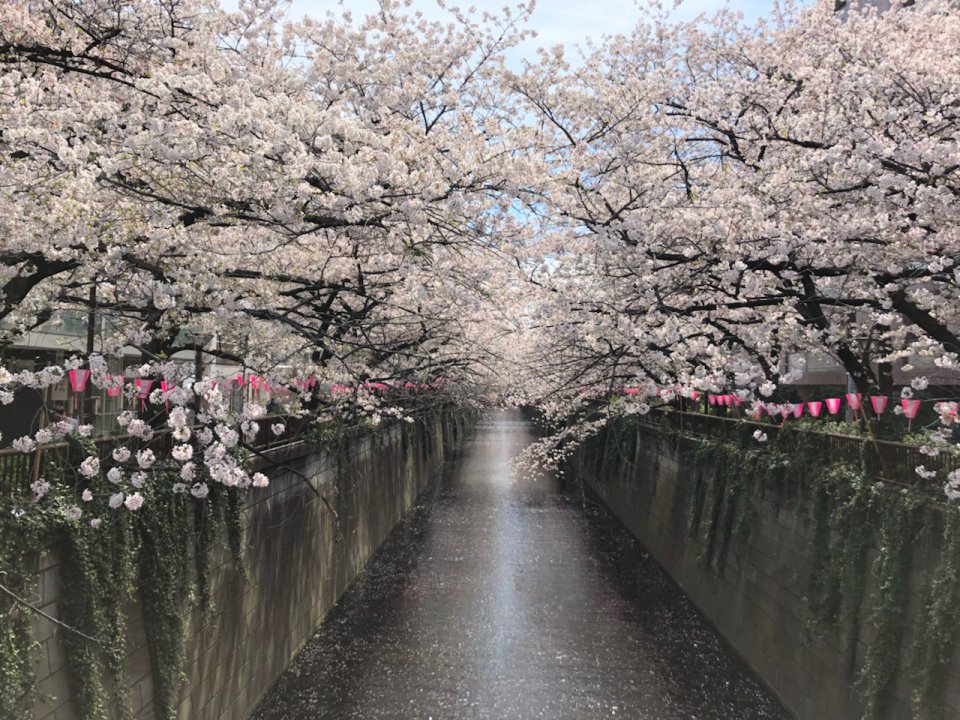 散り際まで✿の画像