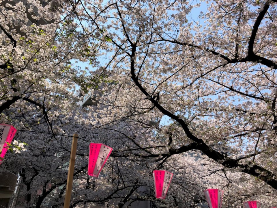 散り際まで✿の画像