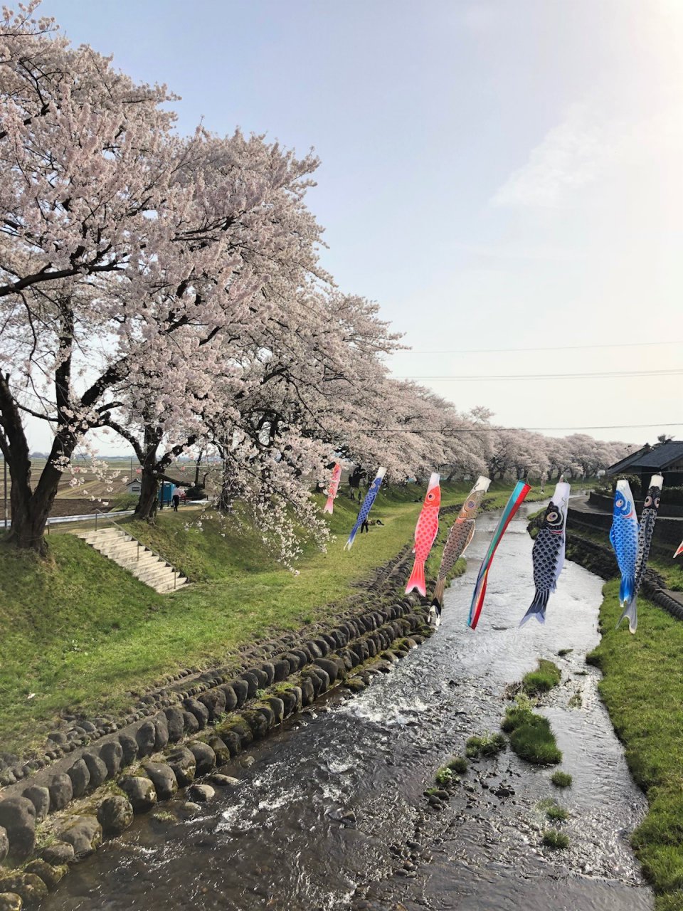 の画像