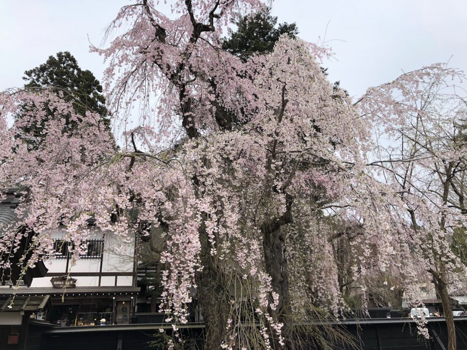 角館（かくのだて）の桜の画像