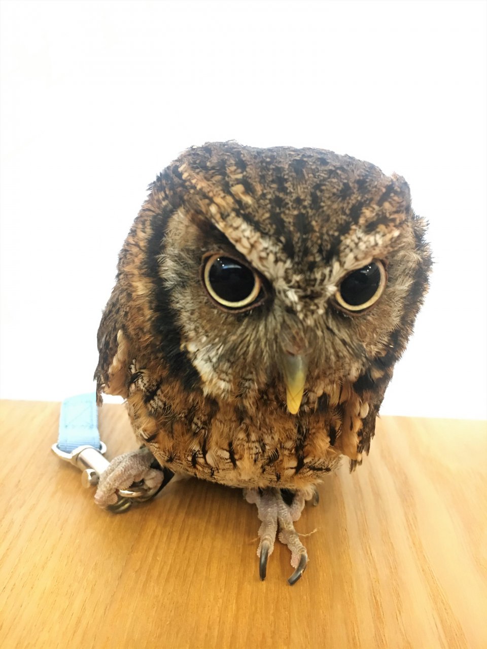 （仮）フーちゃんの画像